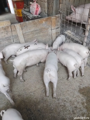 Vând purcei  - imagine 2
