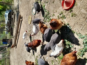 Bibilici de vinzare și cocos - imagine 4