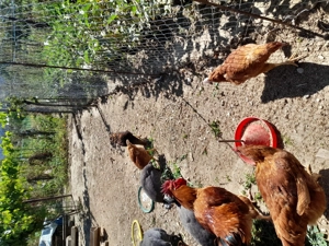 Bibilici de vinzare și cocos - imagine 5