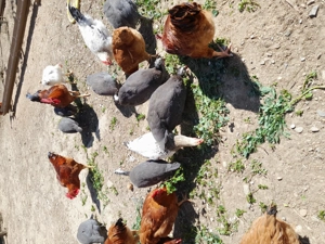 Bibilici de vinzare și cocos - imagine 3