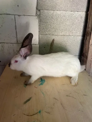 Vând femela de uriaș de Transilvania 