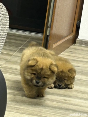 chow chow rasa pura  - imagine 2