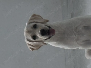 Vand Labrador Femela URGENT