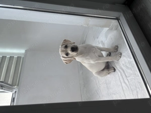 Vand Labrador Femela URGENT - imagine 5