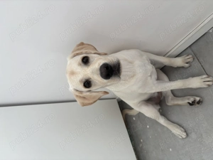 Vand Labrador Femela URGENT - imagine 4