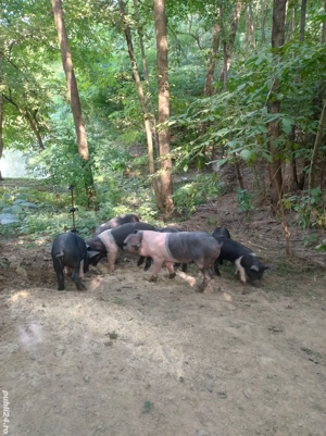 Purcei bazna - imagine 4