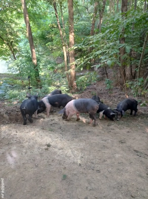 Purcei bazna - imagine 2