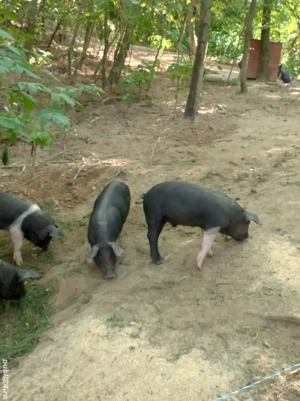 Purcei bazna - imagine 3