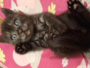 British Shorthair & Scotish Fold - imagine 2