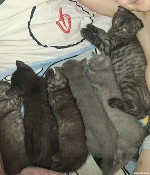 British Shorthair & Scotish Fold