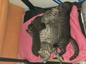 British Shorthair & Scotish Fold - imagine 3