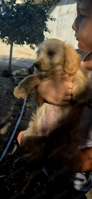 Catei maltipo.... - imagine 4