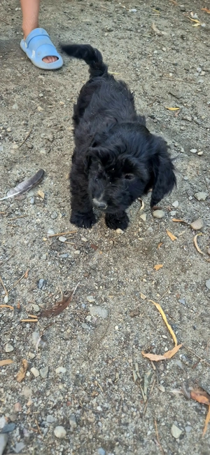 Catei maltipo.... - imagine 2