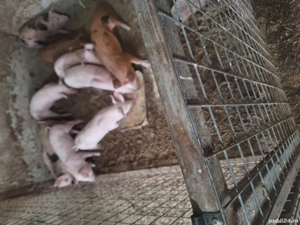 purcei de 6 săptămânii  - imagine 2 purcei de 6 săptămânii  - imagine 2