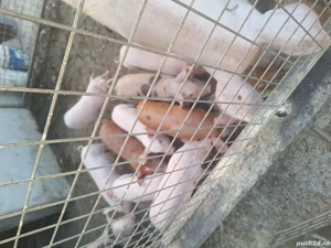 purcei de 6 săptămânii