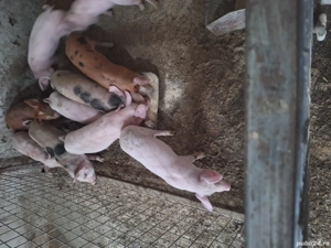 purcei de 6 săptămânii  - imagine 3 purcei de 6 săptămânii  - imagine 3
