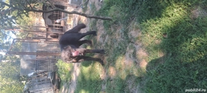 vând ciobănesc corb