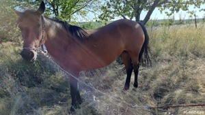 Iapă de vânzare  - imagine 2 Iapă de vânzare  - imagine 2