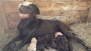 Căței Labrador Retriever   - imagine 2