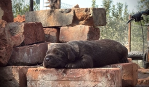 Căței Labrador Retriever   - imagine 4