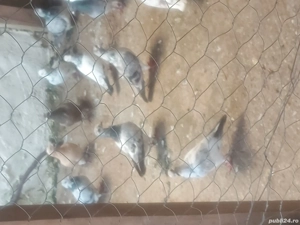 vand porumbei postasi diferite culori