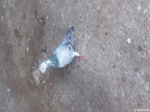 vand porumbei postasi diferite culori - imagine 5 vand porumbei postasi diferite culori - imagine 5