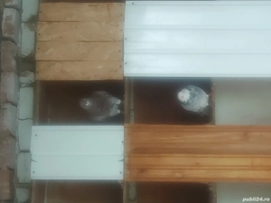 vand porumbei postasi diferite culori - imagine 3 vand porumbei postasi diferite culori - imagine 3