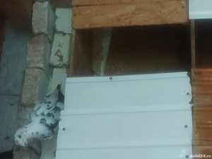 vand porumbei postasi diferite culori - imagine 2 vand porumbei postasi diferite culori - imagine 2