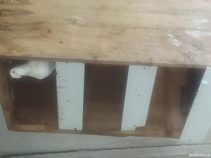 vand porumbei postasi diferite culori - imagine 4 vand porumbei postasi diferite culori - imagine 4