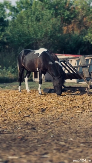 Schimb cu Auto ponei echitatie