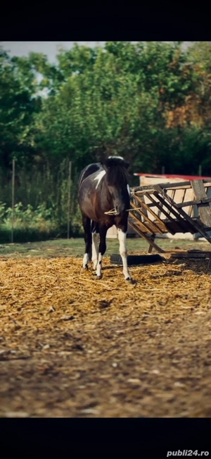 Schimb cu Auto ponei echitatie - imagine 2 Schimb cu Auto ponei echitatie - imagine 2