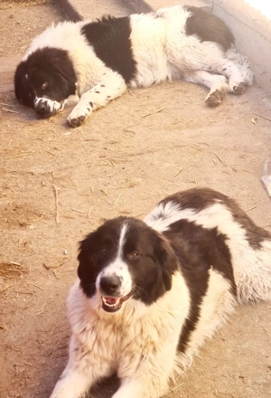 Ciobanesc de Bucovina  - imagine 4