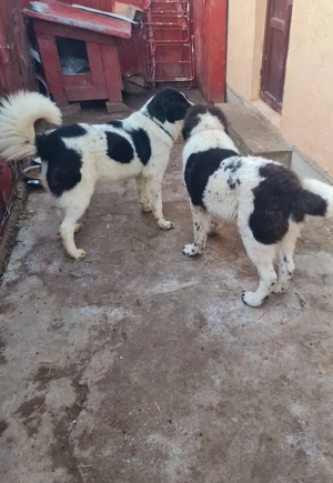 Ciobanesc de Bucovina  - imagine 2