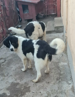 Ciobanesc de Bucovina  - imagine 3