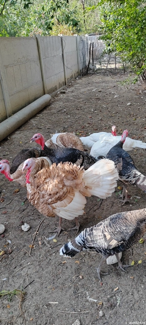 Vând pui de curcă  - imagine 4 Vând pui de curcă  - imagine 4