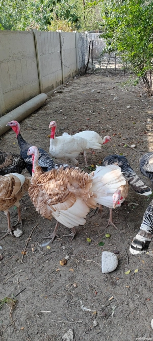 Vând pui de curcă  - imagine 3 Vând pui de curcă  - imagine 3