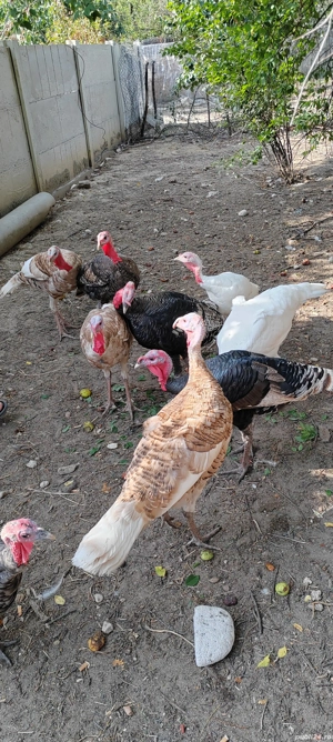 Vând pui de curcă  - imagine 2 Vând pui de curcă  - imagine 2