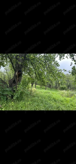 Casa bătrâneasca, teren, livadă pomi fructiferi  - imagine 7