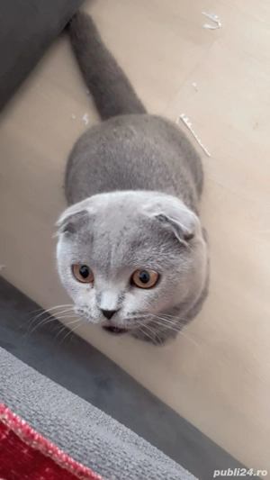 vand pisica  - imagine 2 vand pisica  - imagine 2