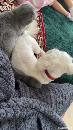 vand pisica  - imagine 5 vand pisica  - imagine 5