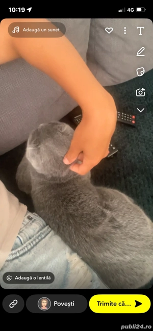 vand pisica  - imagine 4 vand pisica  - imagine 4