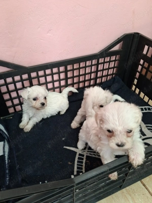 Disponibili catei bichoni maltezi
