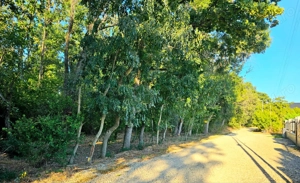 Casa la padure Balotesti ilfov - imagine 3