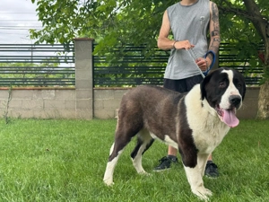 Ciobănesc de Asia centrală