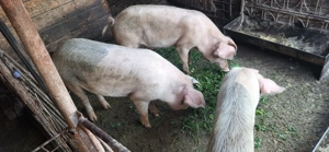 De vanzare trei scrofite 70kg si o scrofita la 130kg