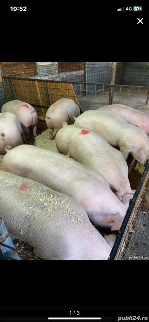 de vanzare porci numai de carne  - imagine 2 de vanzare porci numai de carne  - imagine 2