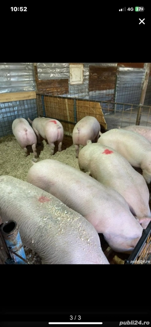 de vanzare porci numai de carne  - imagine 3 de vanzare porci numai de carne  - imagine 3