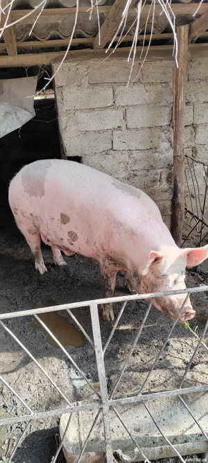 Vând porc 