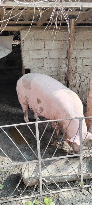 Vând porc  - imagine 3