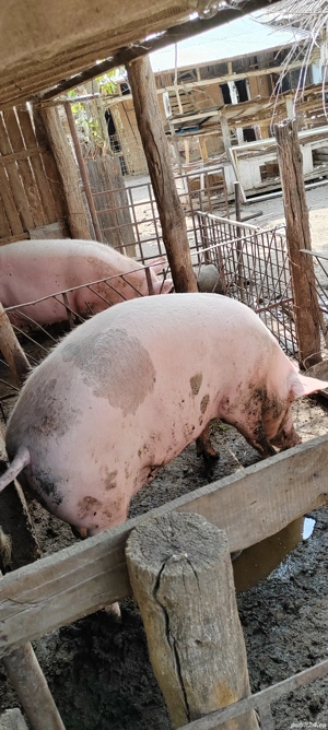 Vând porc  - imagine 2